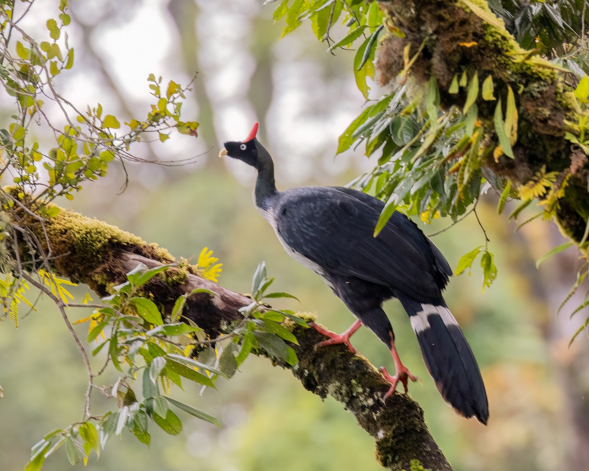 Horned Guan - ML641469943