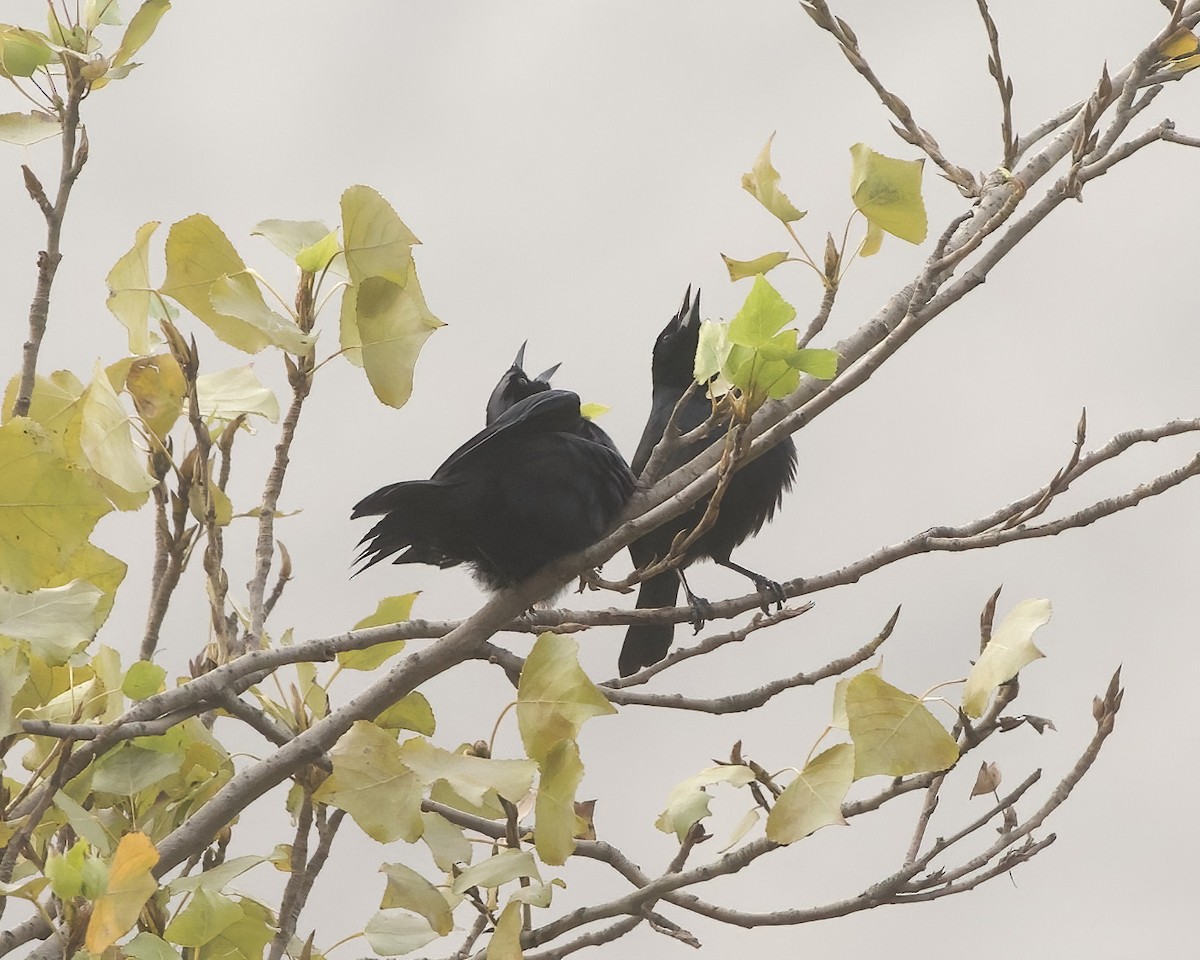 Scrub Blackbird - ML641469953