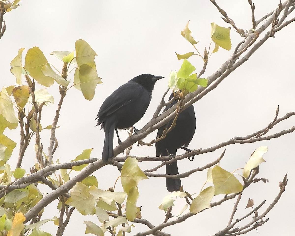Scrub Blackbird - ML641469954