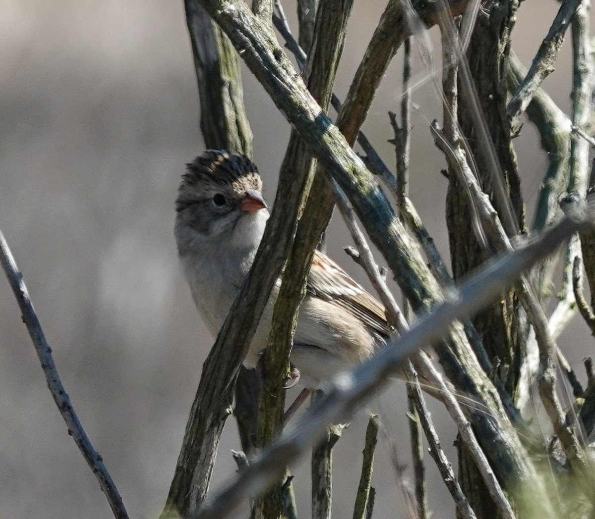 Brewer's Sparrow - ML641469956