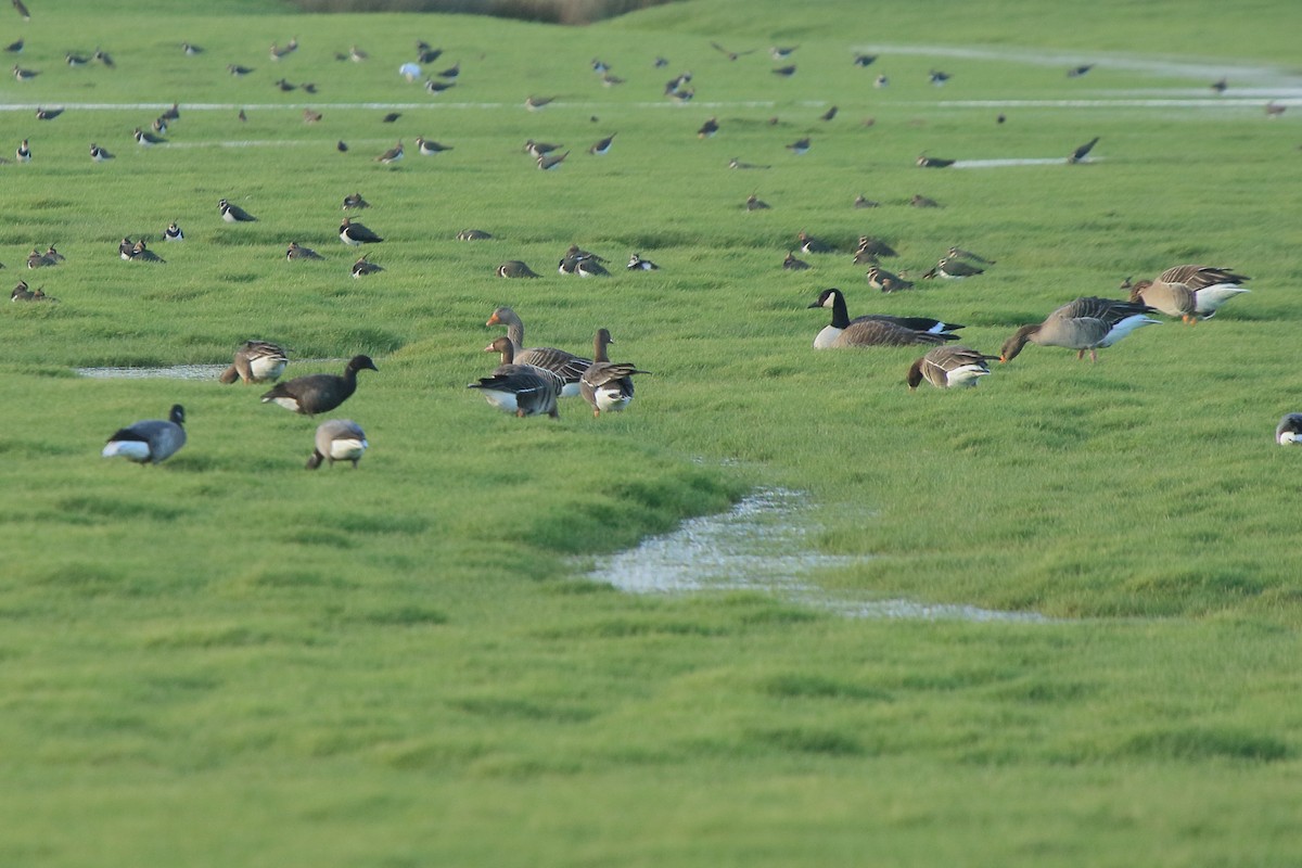 Brant (Dark-bellied) - ML641469977