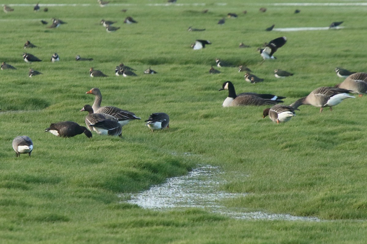 Canada Goose (canadensis Group) - ML641469997