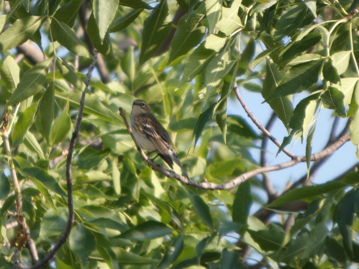 Yellow-rumped Warbler (Myrtle) - ML641470042