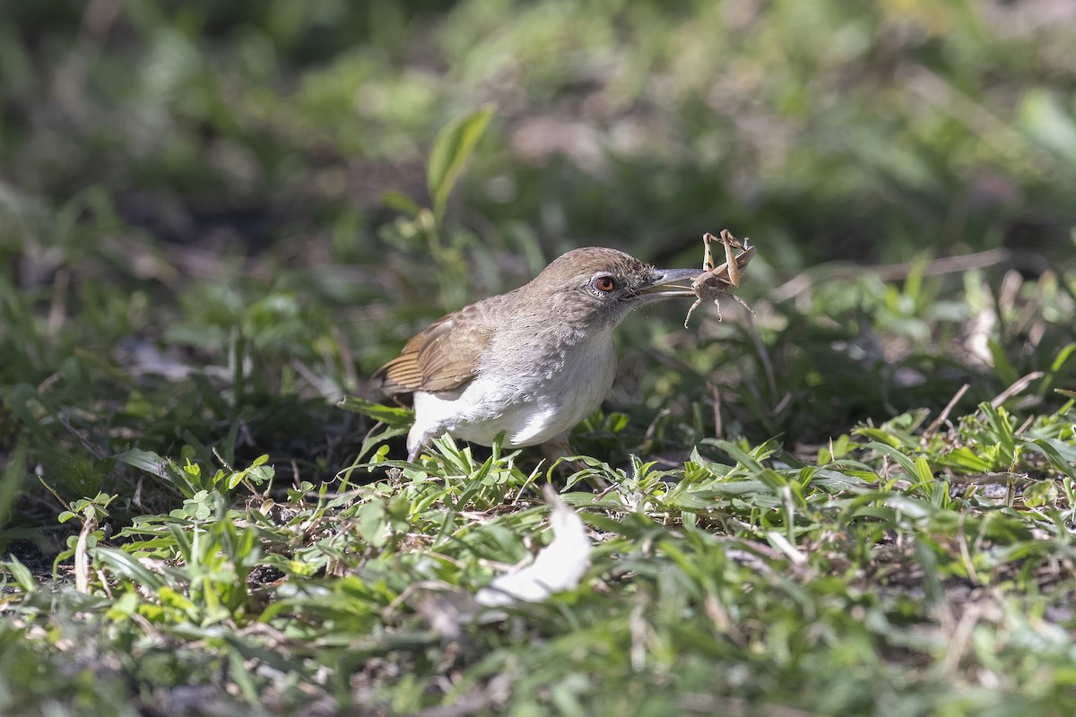 Terrestrial Brownbul - ML641470070