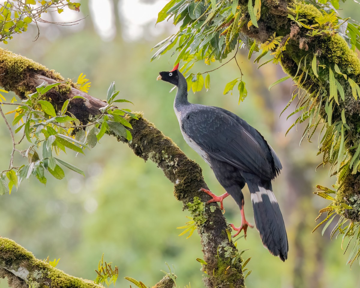 Horned Guan - ML641470085