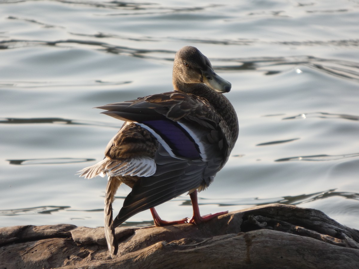 Mallard - ML641470090