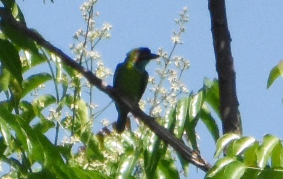 Blue-eared Barbet - ML641470092