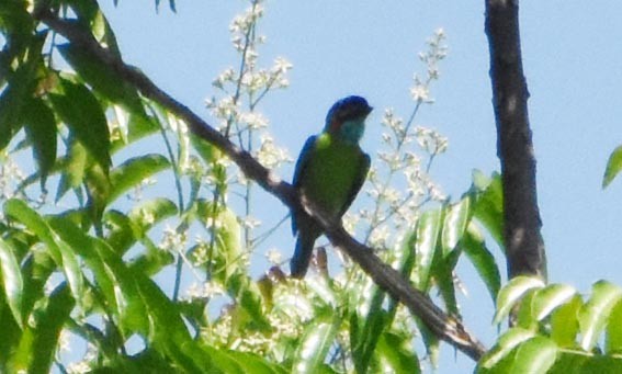 Blue-eared Barbet - ML641470097