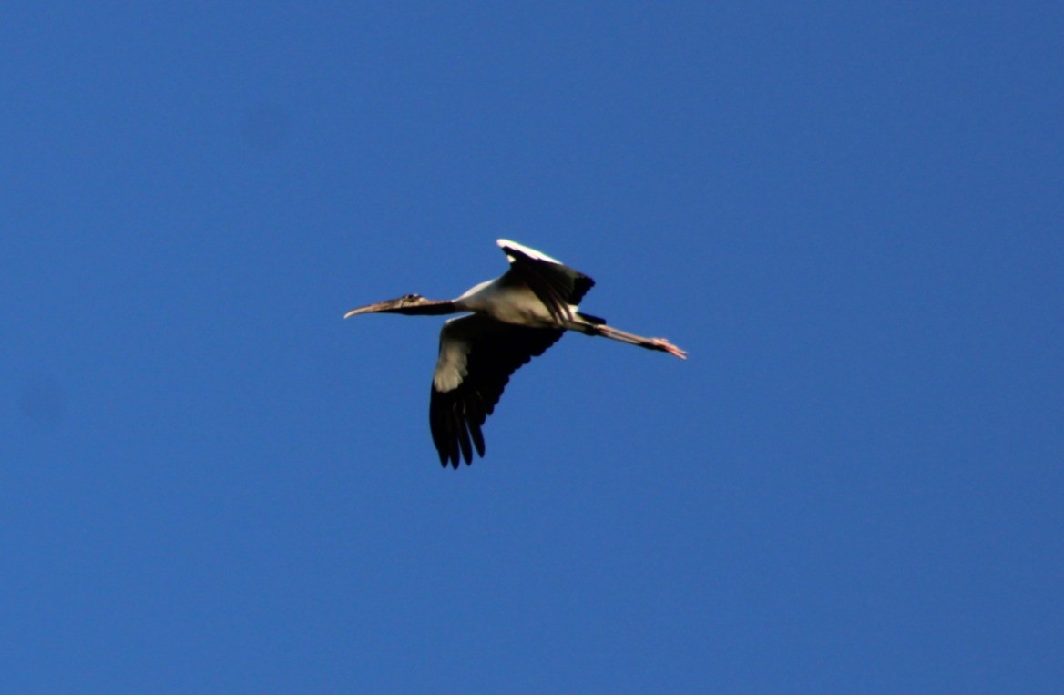 Wood Stork - ML641470100