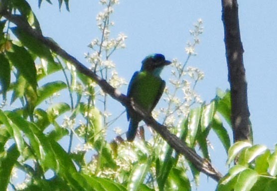 Blue-eared Barbet - ML641470102