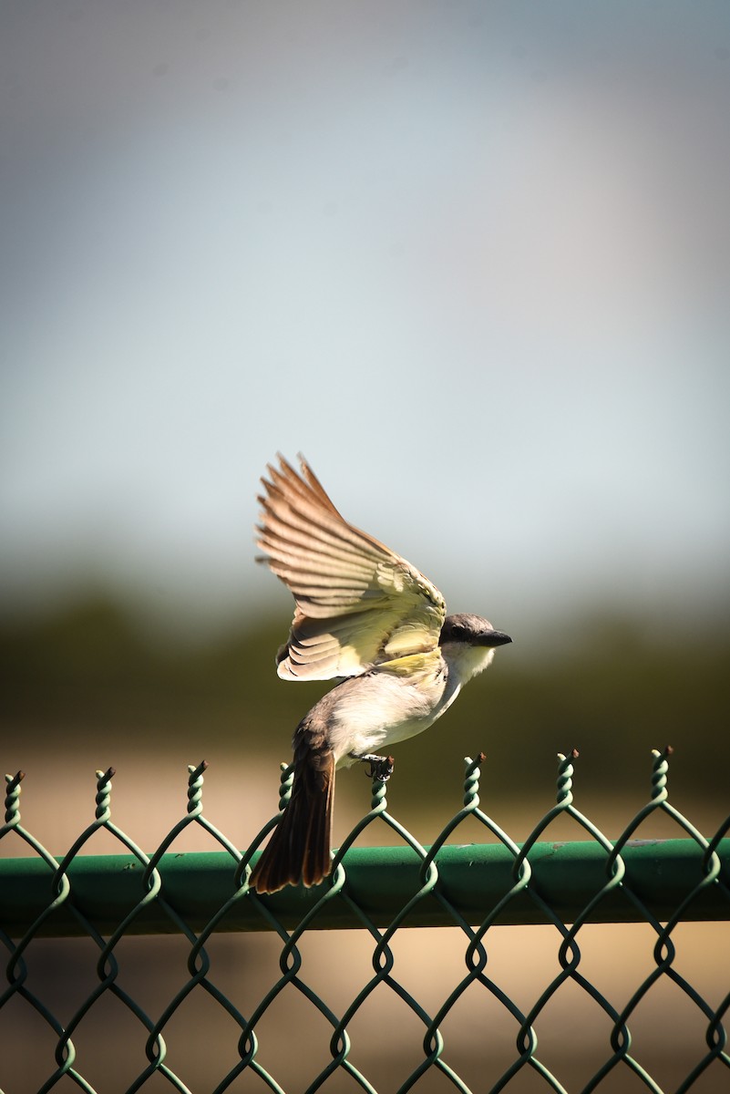 Gray Kingbird - ML641470139