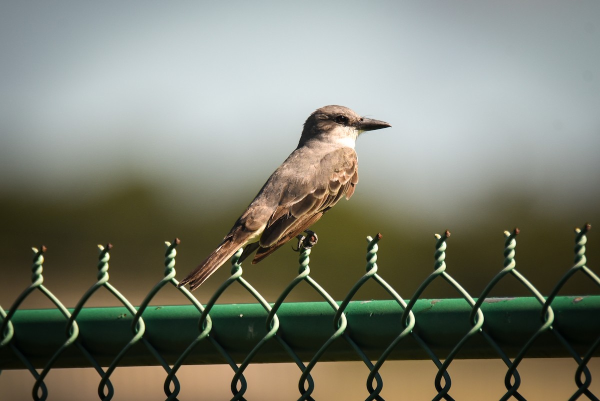 Gray Kingbird - ML641470140