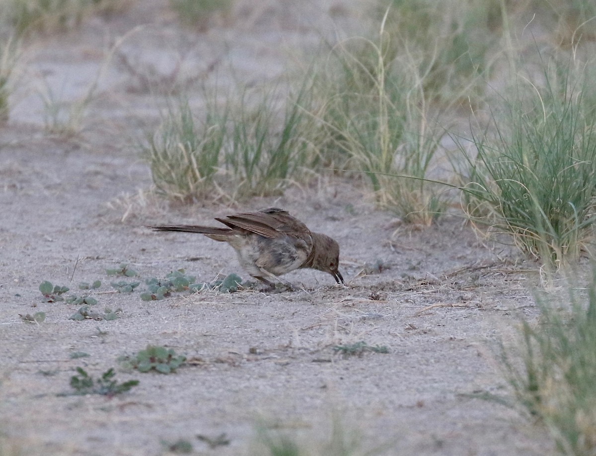 Bendire's Thrasher - ML641470158