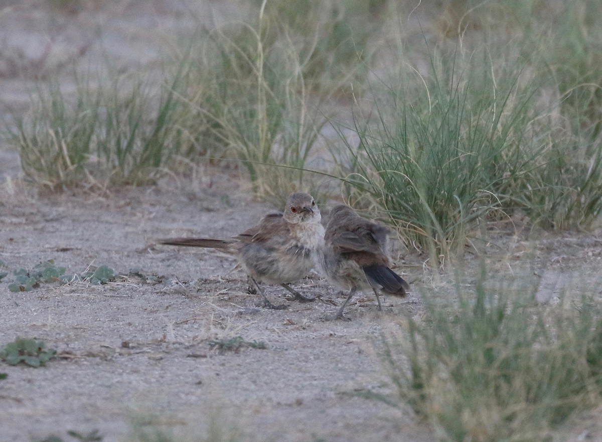 Bendire's Thrasher - ML641470159
