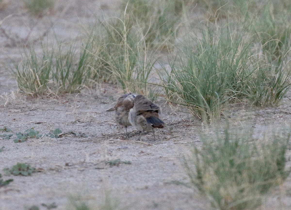 Bendire's Thrasher - ML641470164