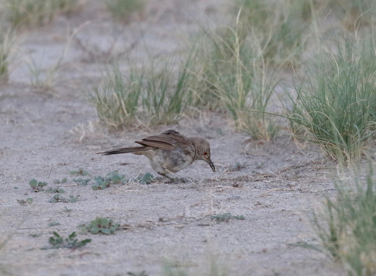 Bendire's Thrasher - ML641470168