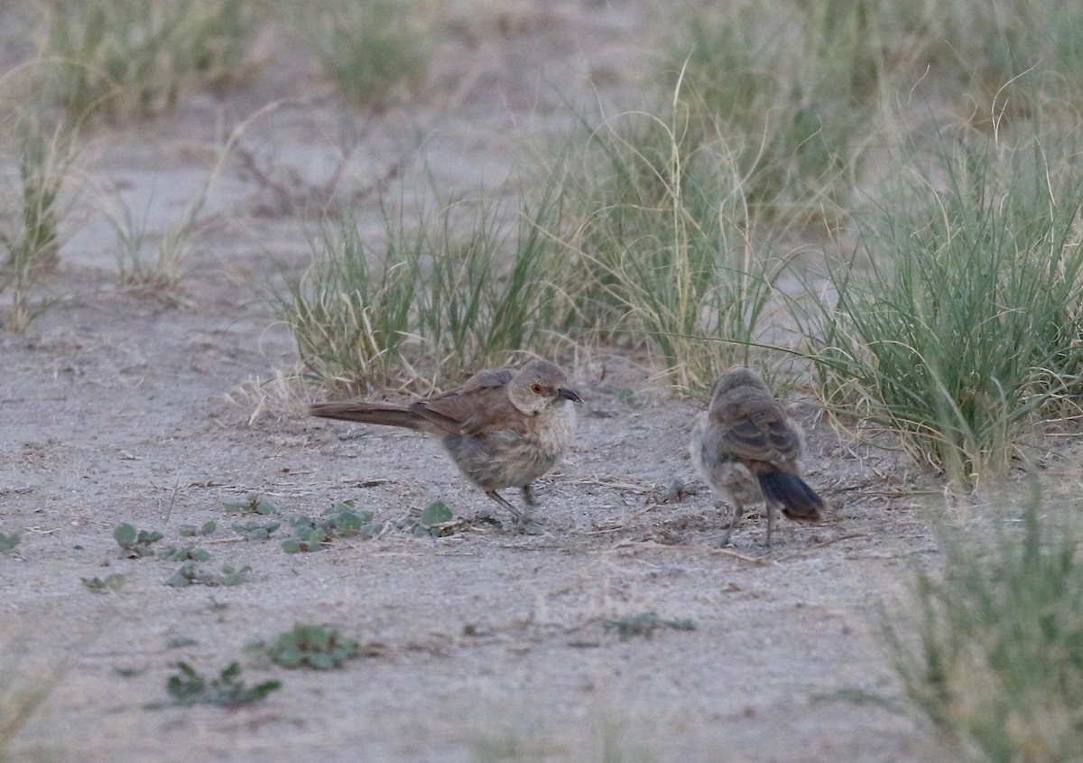 Bendire's Thrasher - ML641470170