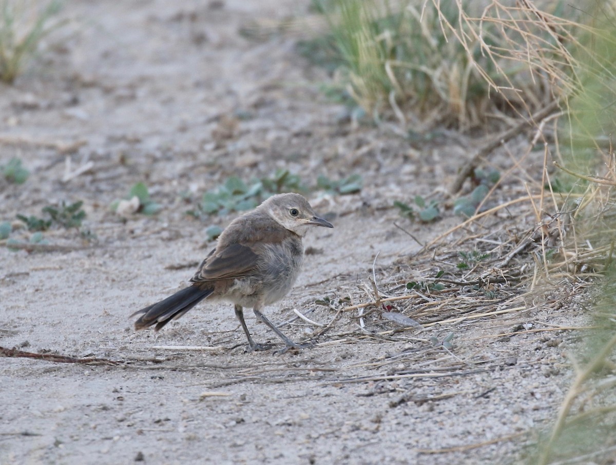 Bendire's Thrasher - ML641470171