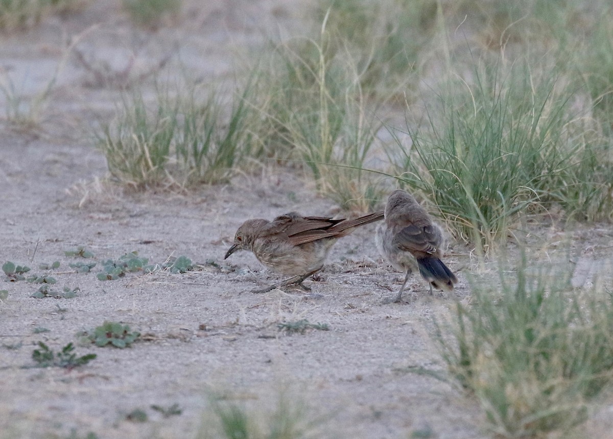 Bendire's Thrasher - ML641470172