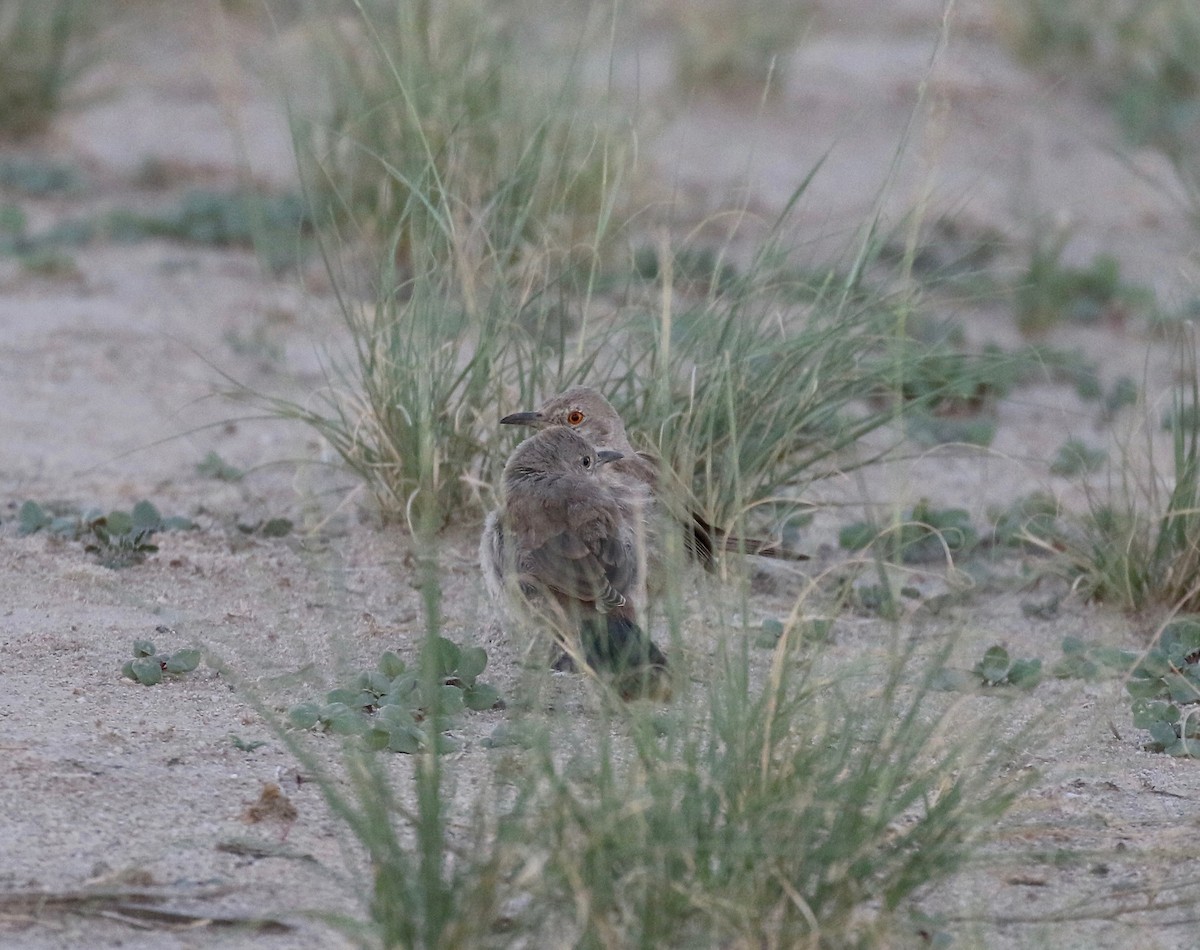 Bendire's Thrasher - ML641470173