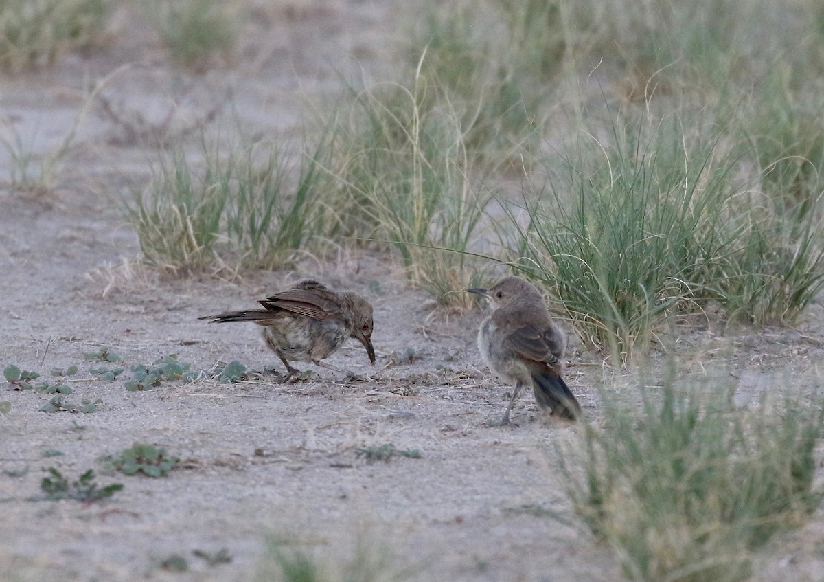 Bendire's Thrasher - ML641470174