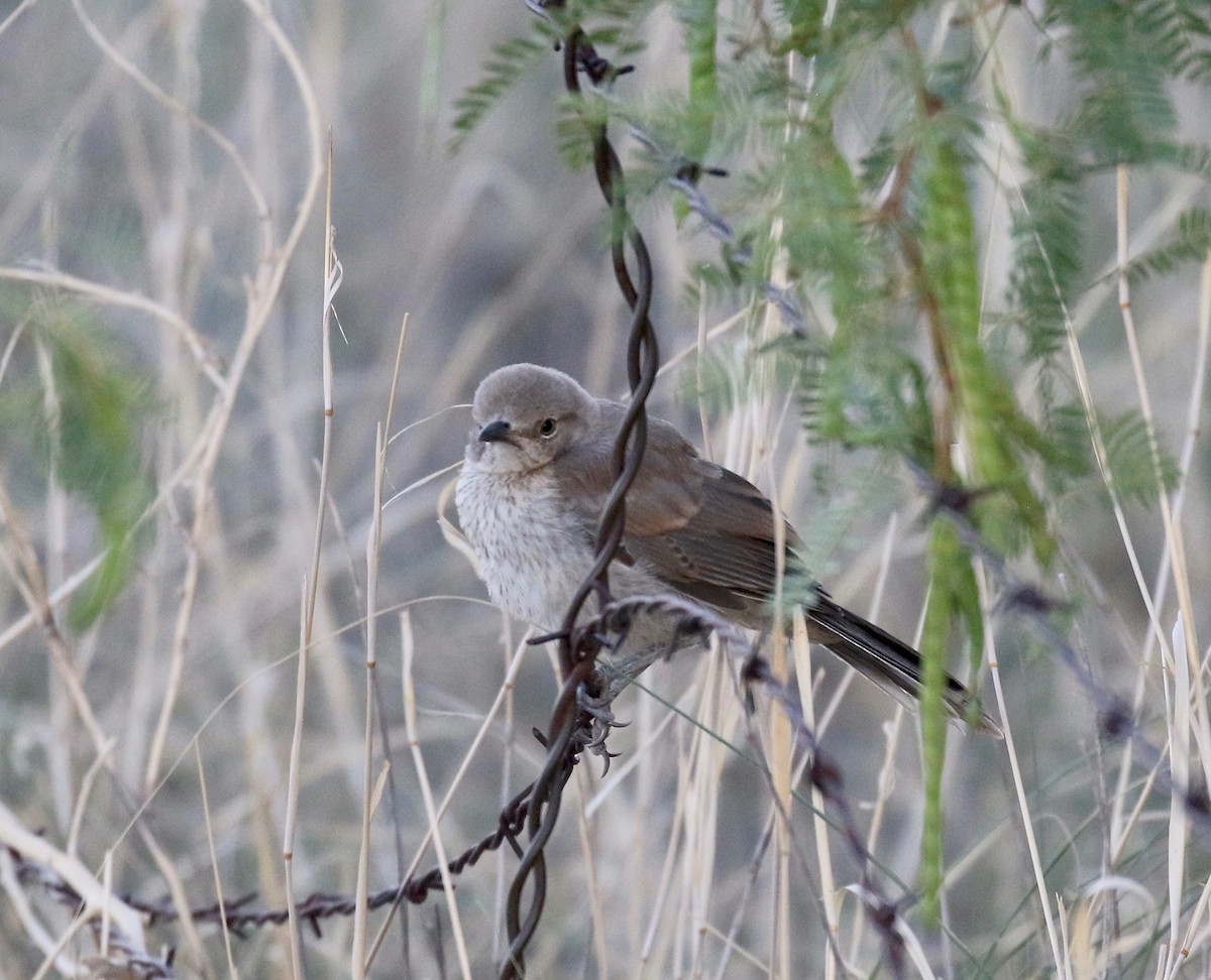 Bendire's Thrasher - ML641470175