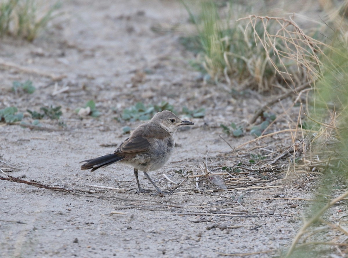 Bendire's Thrasher - ML641470176