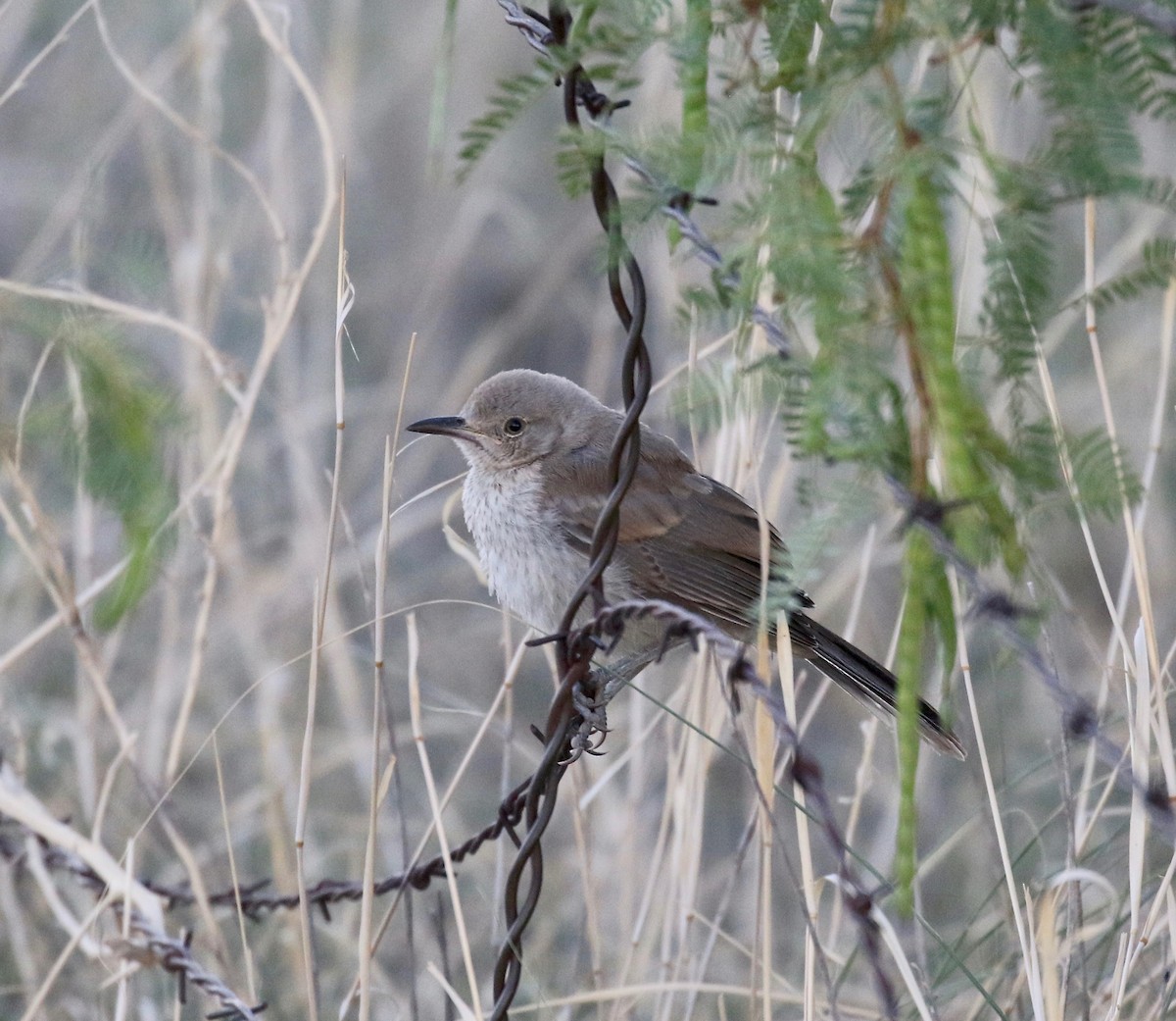 Bendire's Thrasher - ML641470177