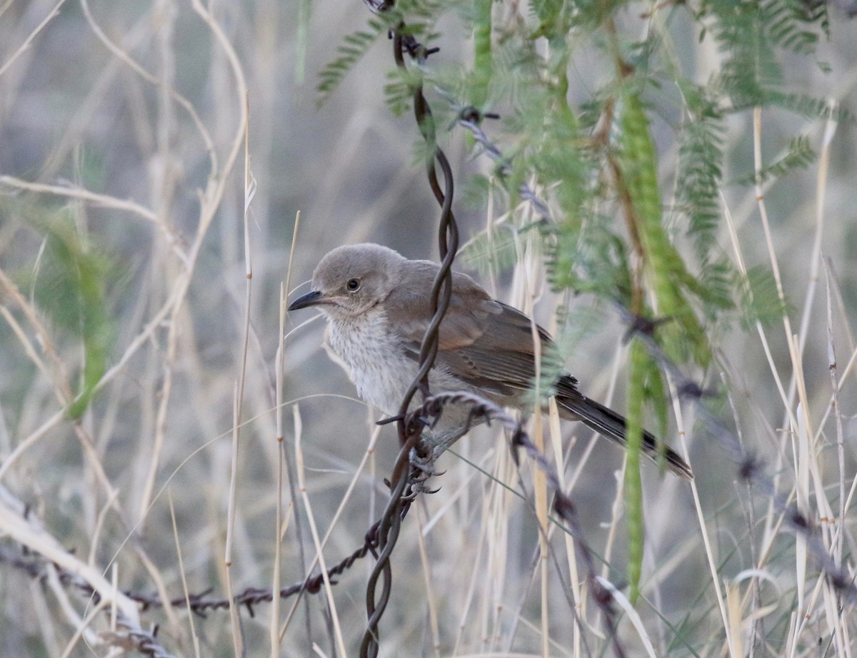 Bendire's Thrasher - ML641470178