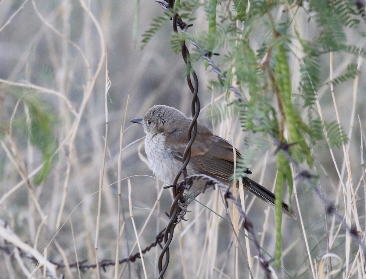 Bendire's Thrasher - ML641470179