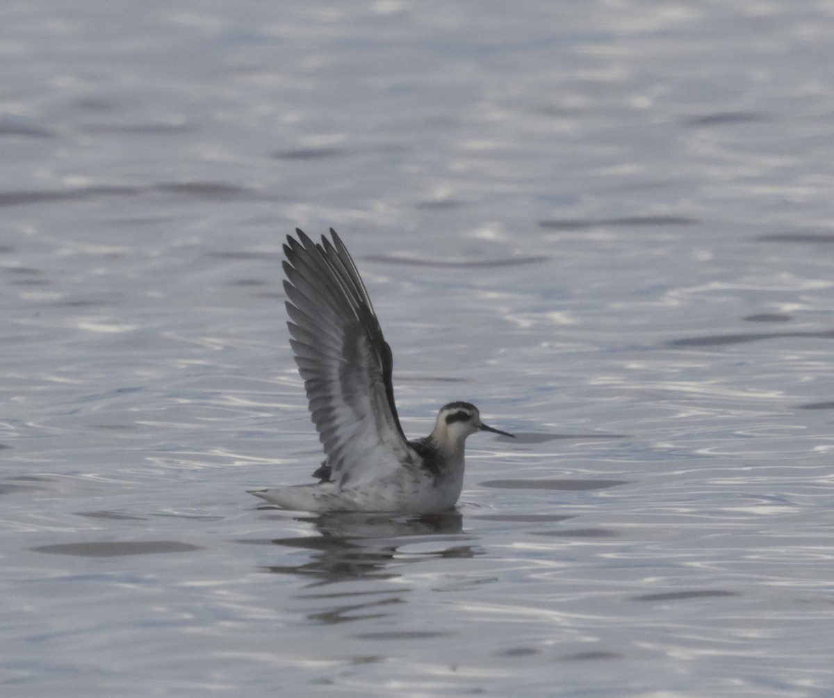 Red-necked Phalarope - ML641470193