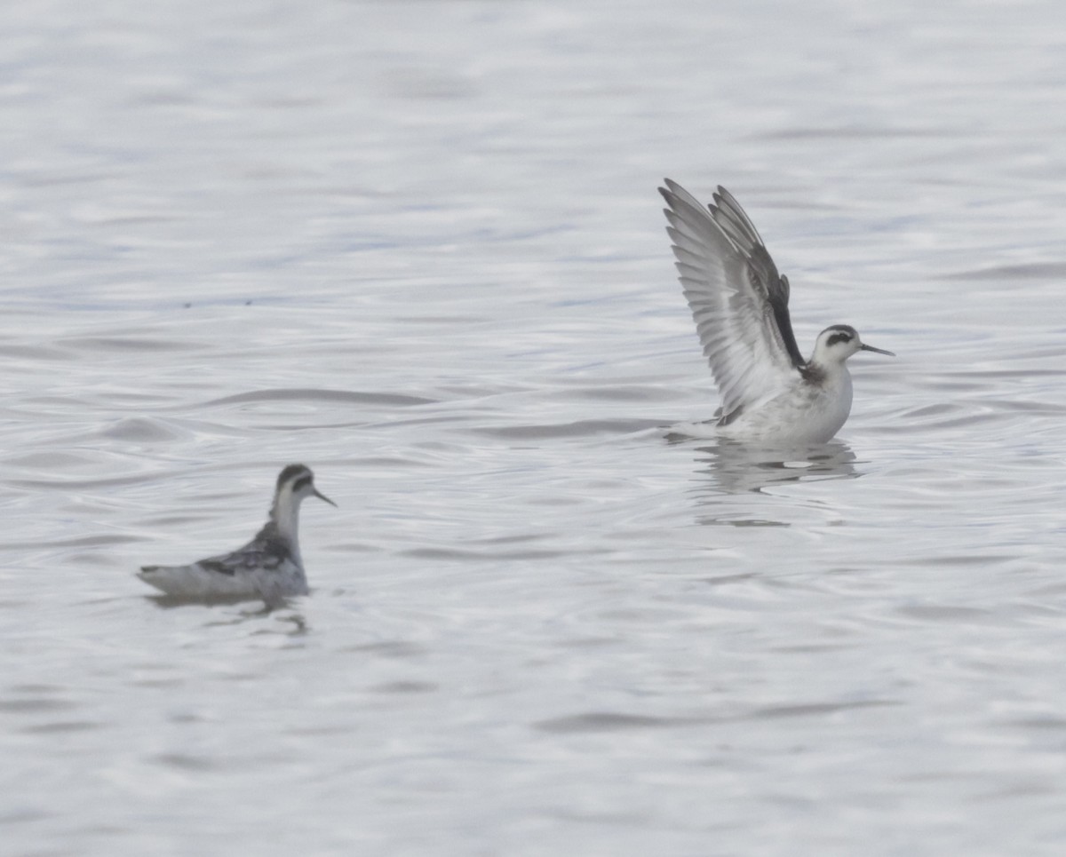Red-necked Phalarope - ML641470194