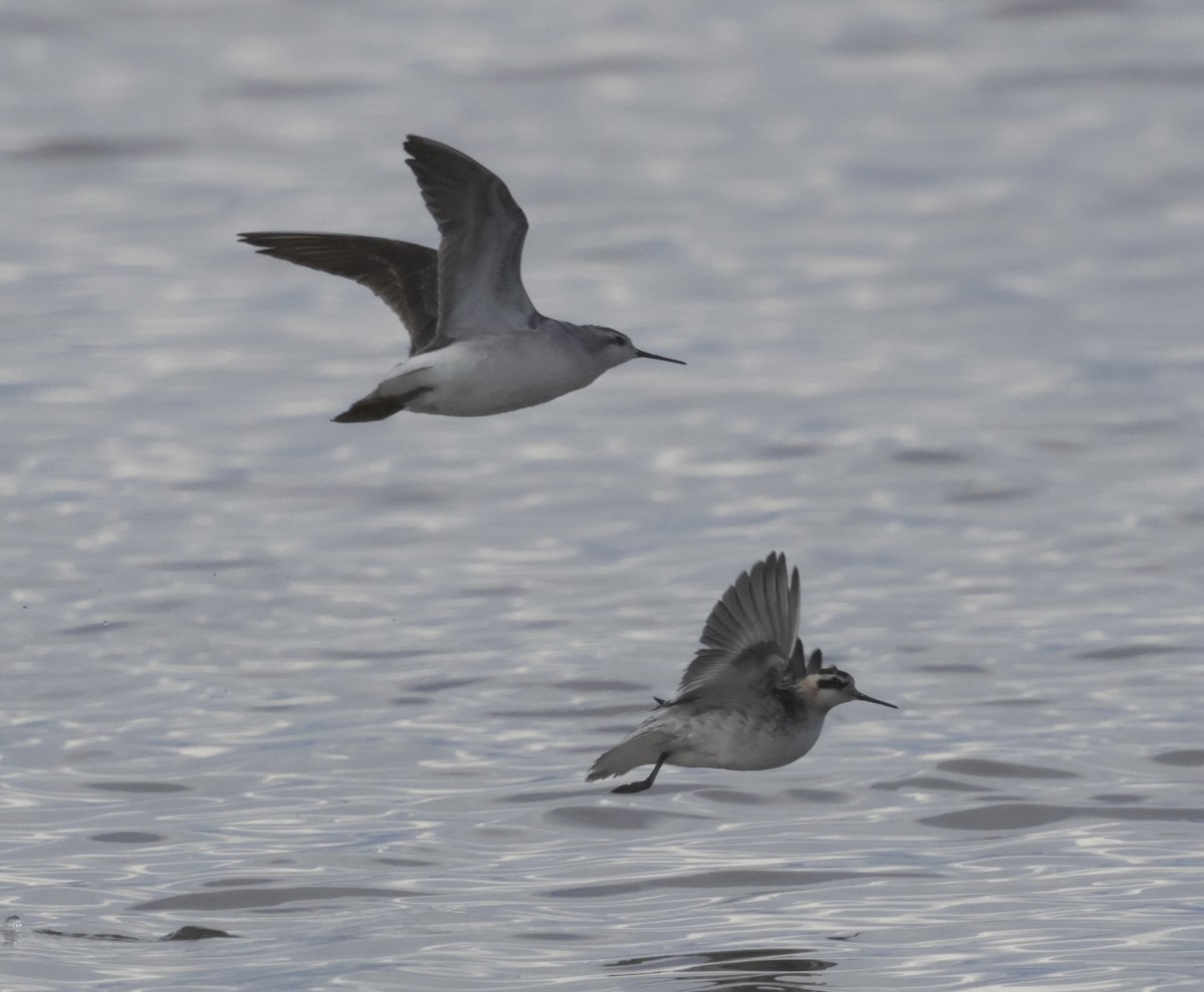 Red-necked Phalarope - ML641470195