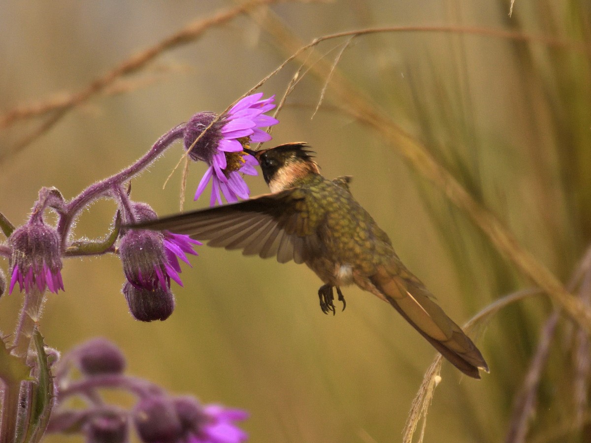 Buffy Helmetcrest - ML641470209