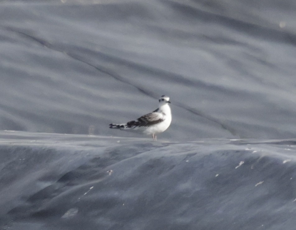 Little Gull - ML641470215
