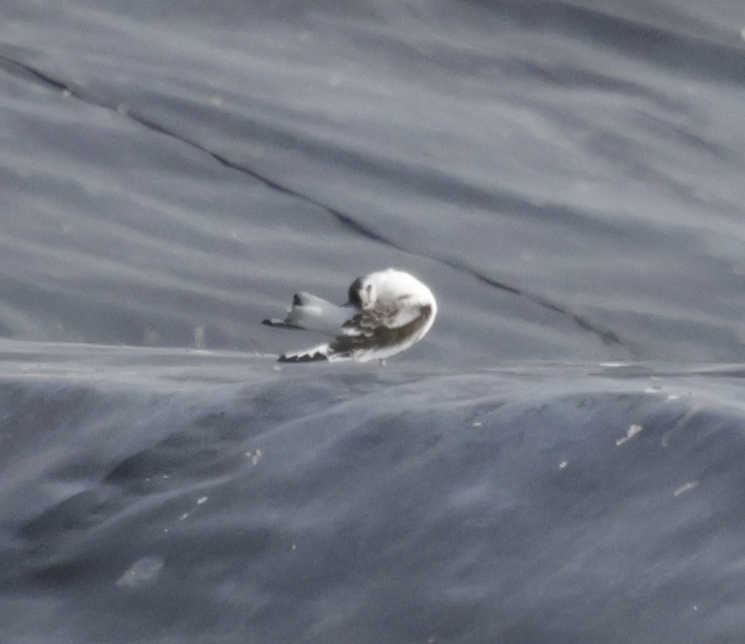 Little Gull - ML641470216