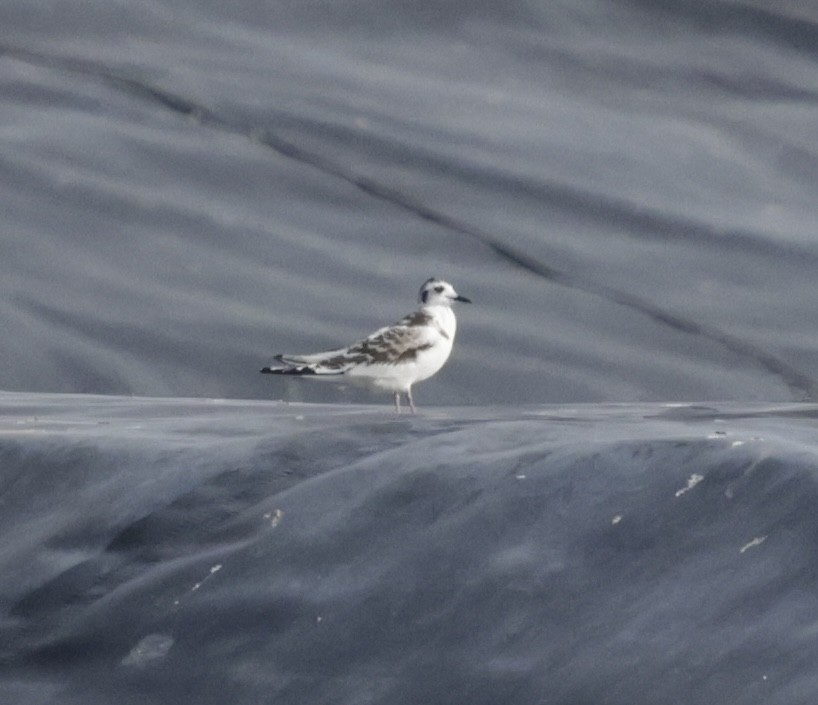 Little Gull - ML641470217