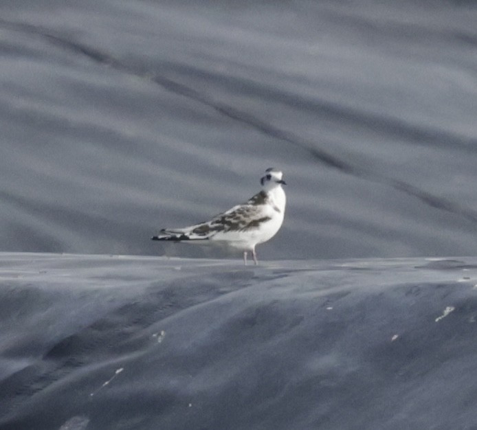 Little Gull - ML641470218