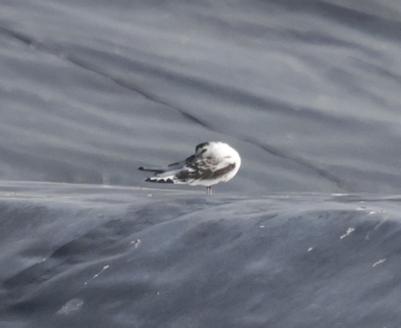 Little Gull - ML641470219