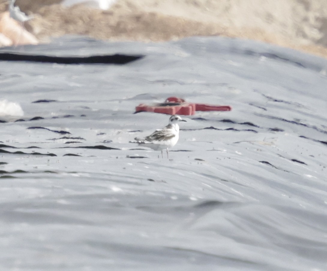 Little Gull - ML641470221