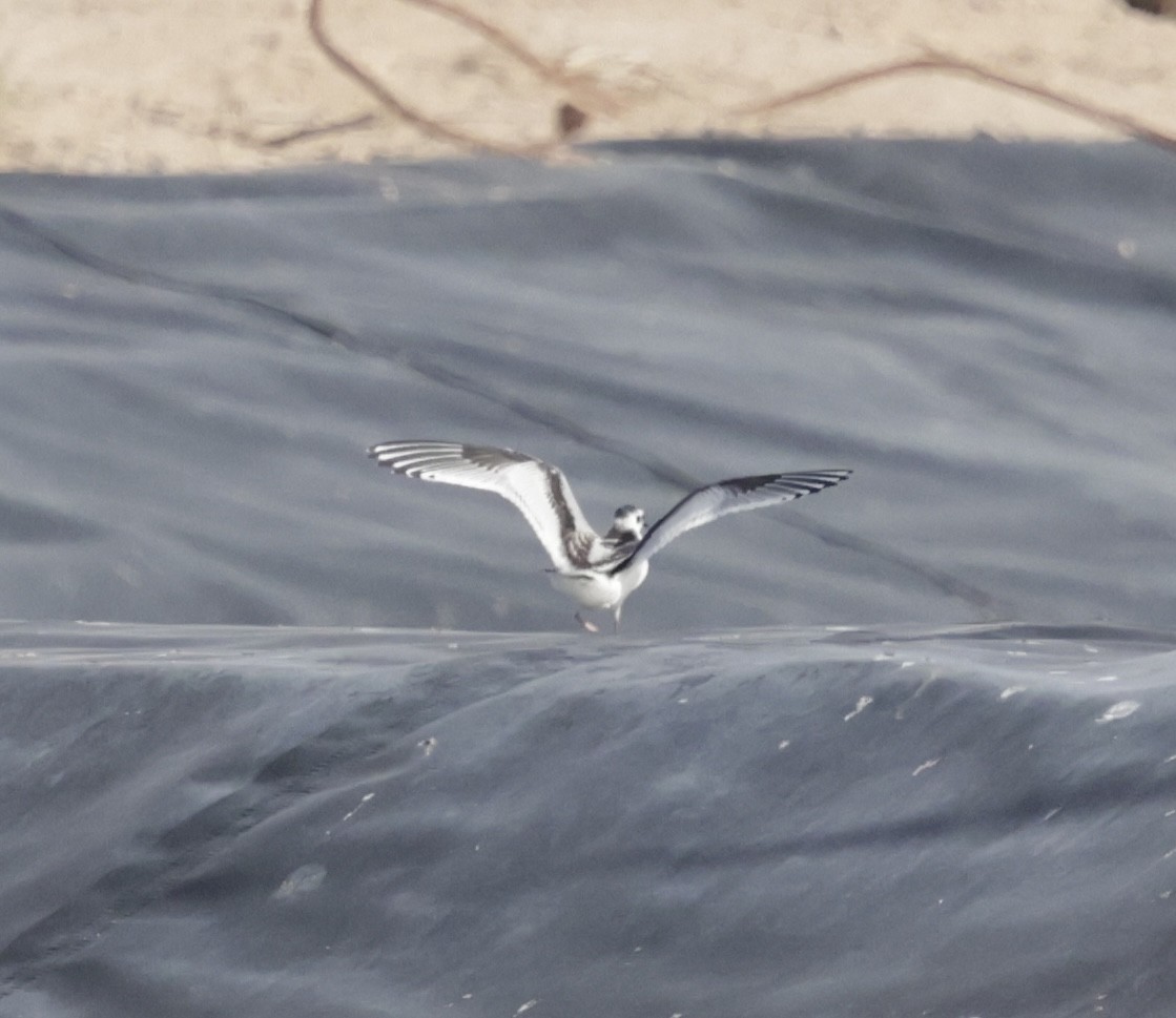 Little Gull - ML641470222