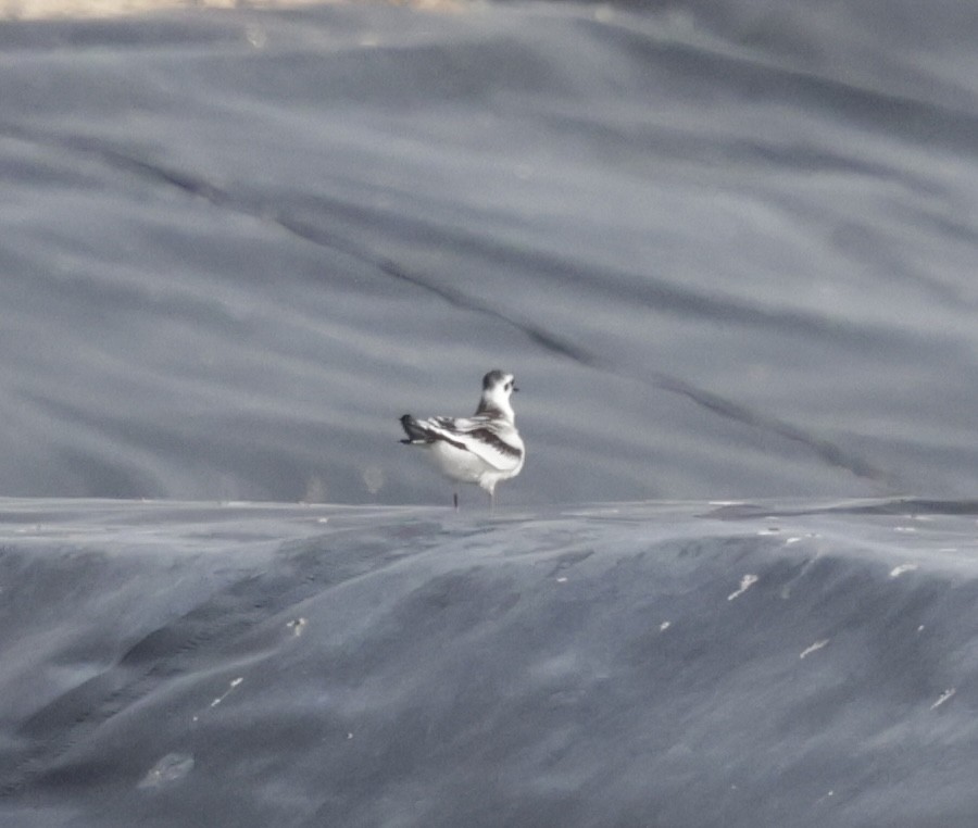 Little Gull - ML641470223
