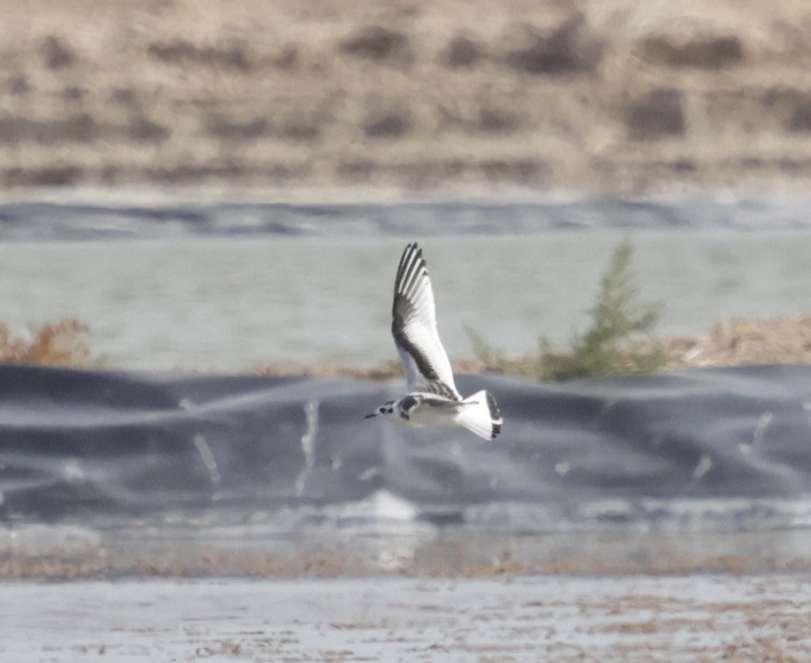 Little Gull - ML641470224