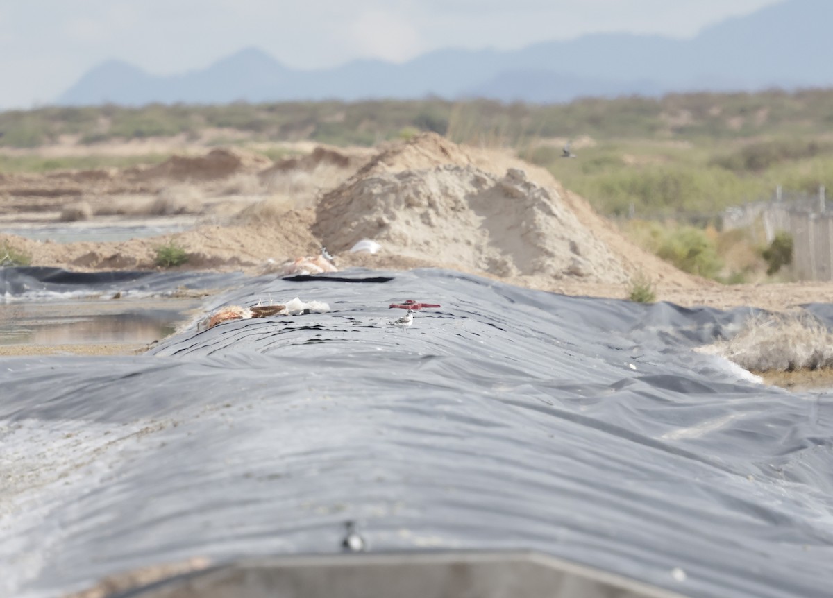 Little Gull - ML641470225