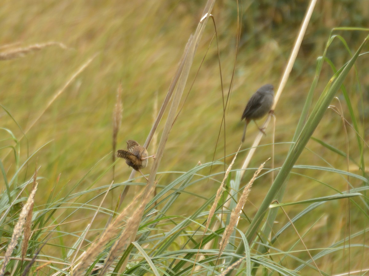 Grass Wren (Paramo) - ML641470232
