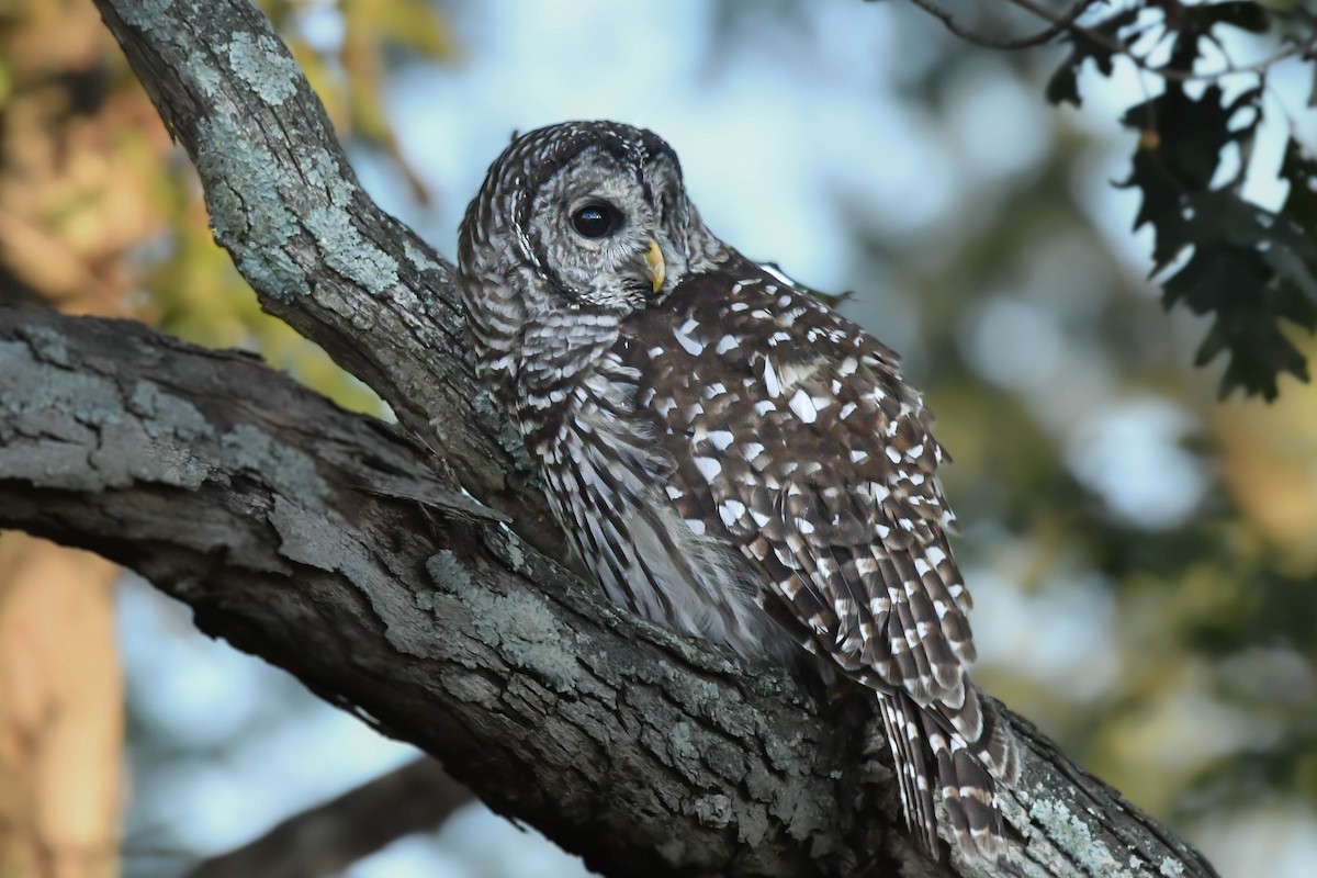 Barred Owl - ML641470282