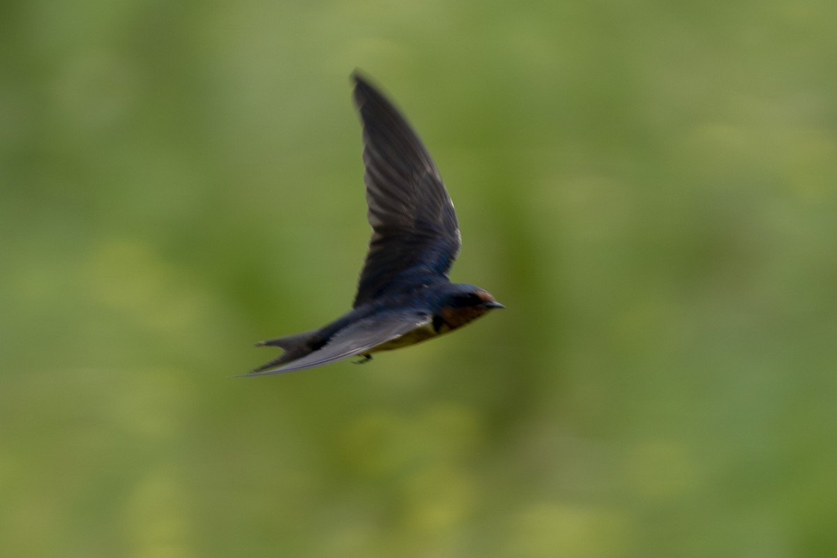 Hirondelle rustique - ML641470307