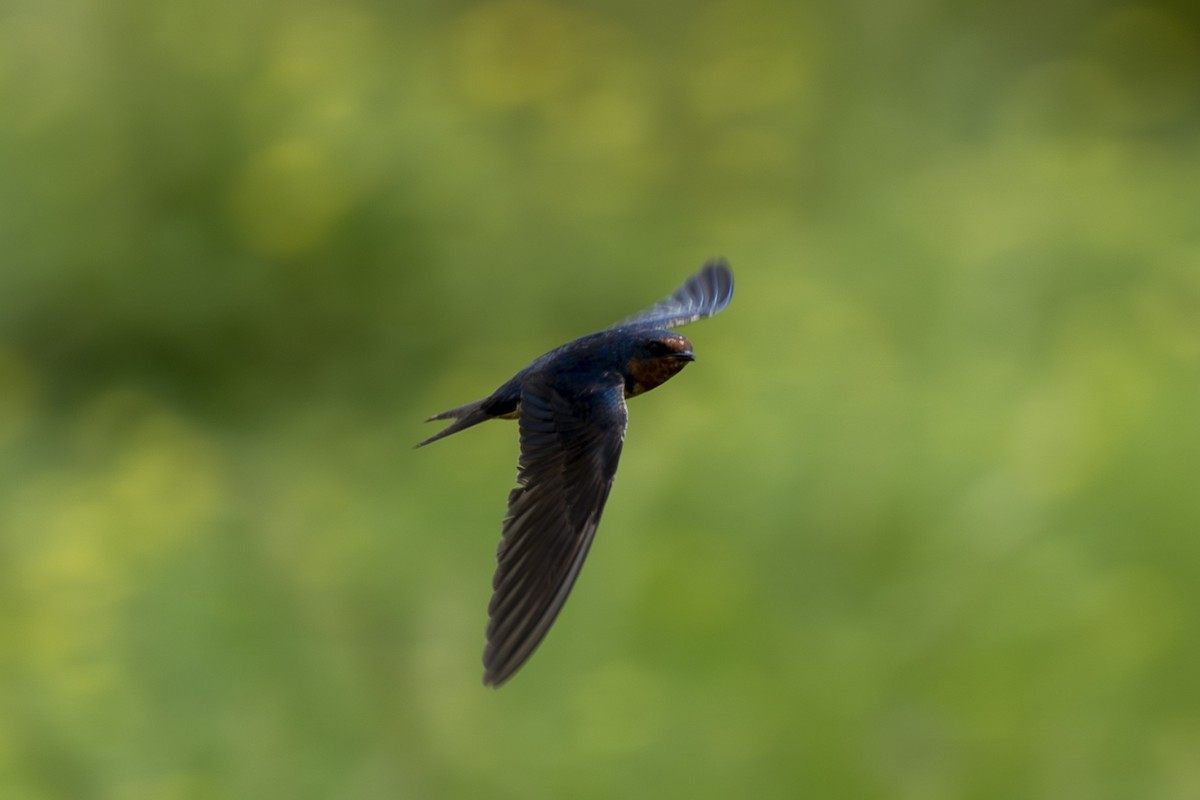 Hirondelle rustique - ML641470308