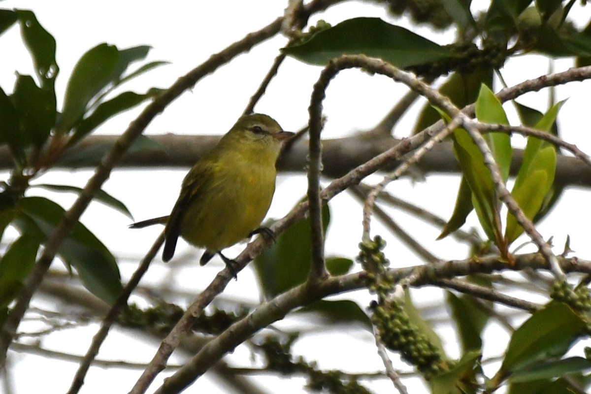 Greenish Tyrannulet - ML641470336