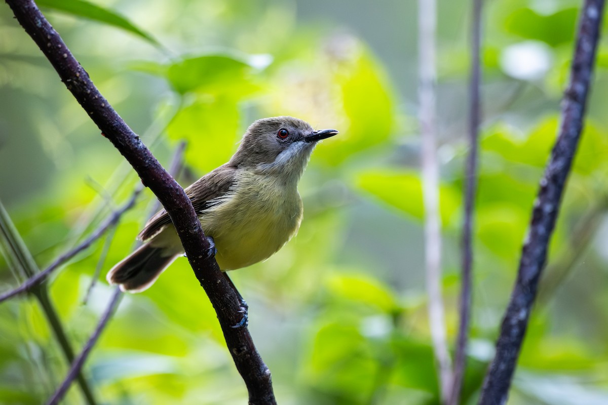 Fairy Gerygone - ML641470369